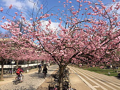 Campus-Kirschblüte(C)Studentenwerk Göttingen