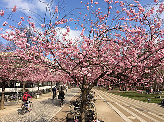 Campus-Kirschblüte Göttingen