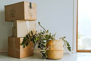 Stapel Umzugskartons und eine Pflanze